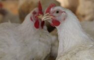 گرانبوونا بهایێ دولارى كارتێكرن ل پروژێن خودانكرنا مریشكان كریه‌
